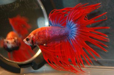 Betta Fish interacting with a mirror toy