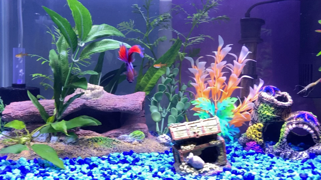 Betta in a very colorful and planted tank