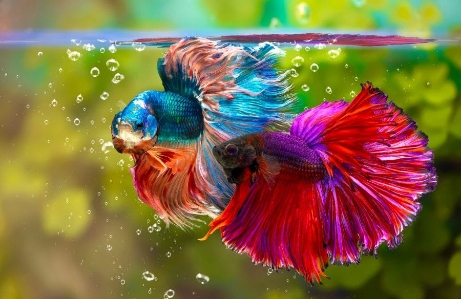 Feeding Enrichment: Keeping Betta Fish Stimulated