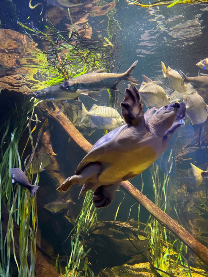 Aquarium Turtle