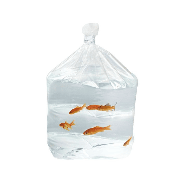Fish being transported in a plastic bag