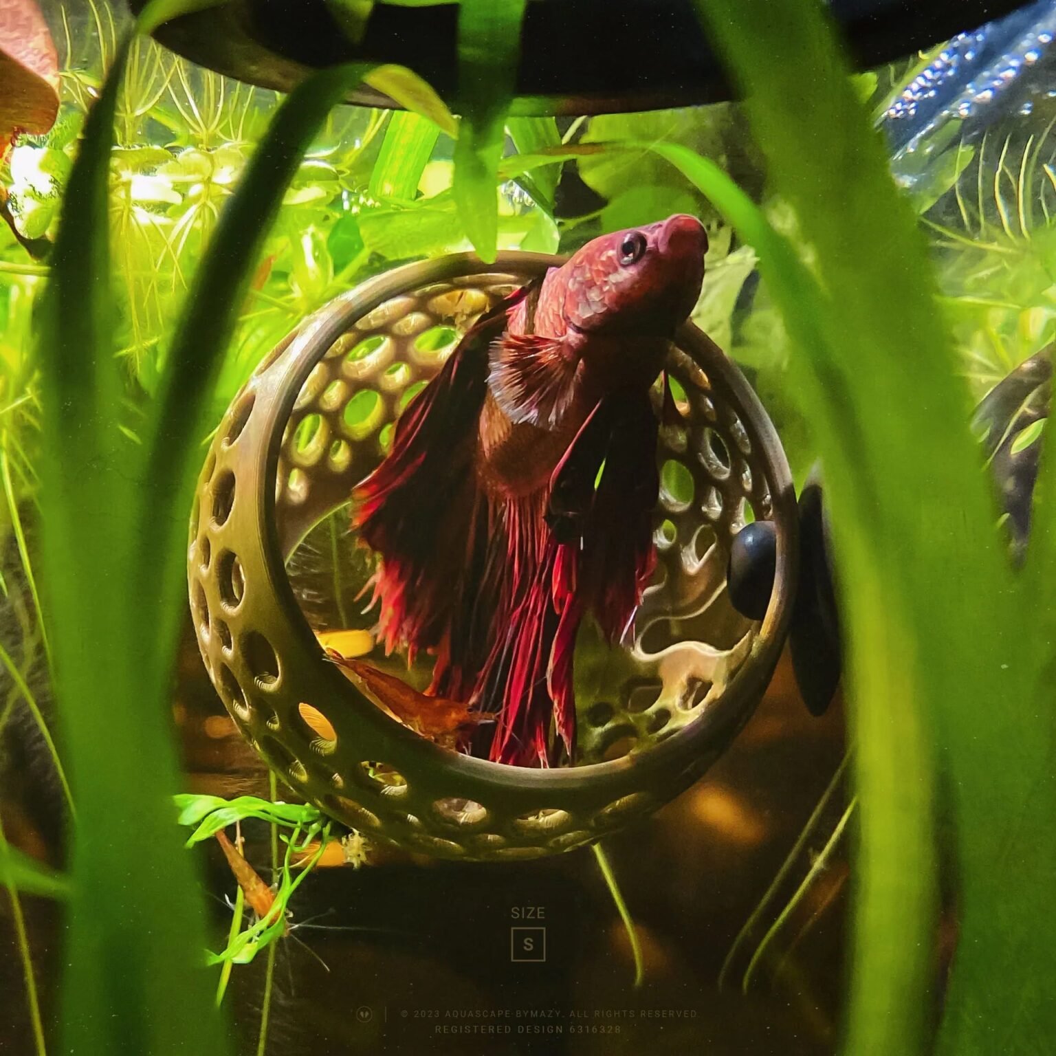 What Do Betta Fish Like To Play With? AquAnswers