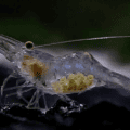 Ghost Shrimp with Eggs.