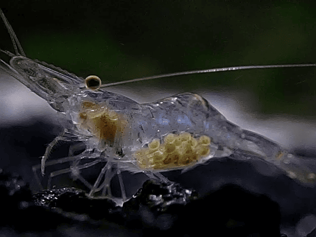 Ghost Shrimp with Eggs.