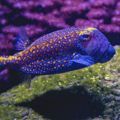 Vibrantly Colored Pufferfish.