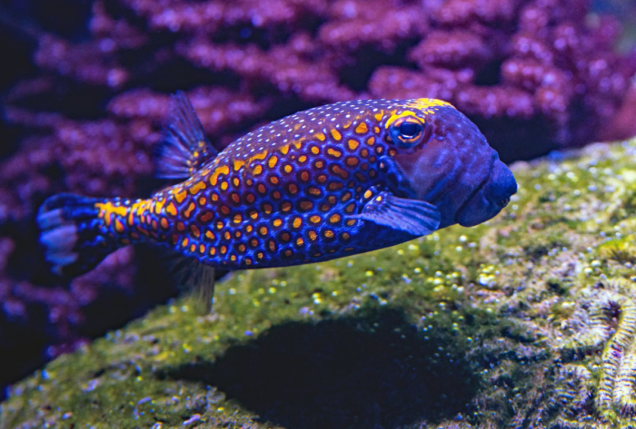 Vibrantly Colored Pufferfish.