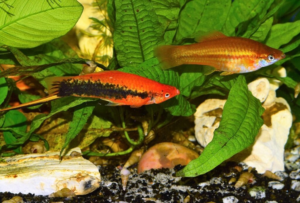 Are Swordtails Easy To Keep?
