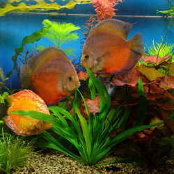 The 11 Best Large Freshwater Fish for Aquarium Keeping