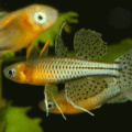 Gertrude's Rainbow Fish (Pseudomugil gertrudae).