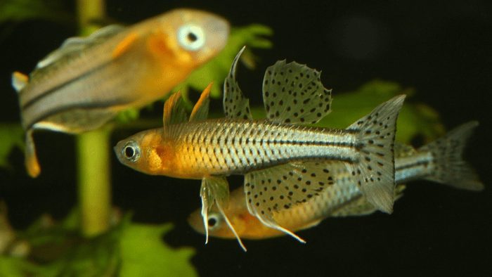 Gertrude's Rainbow Fish (Pseudomugil gertrudae).