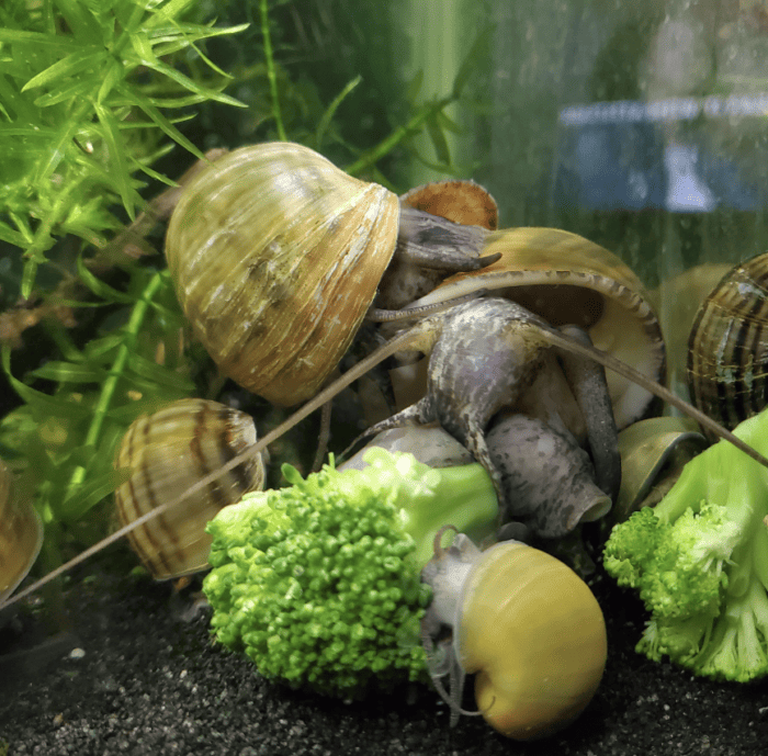 Snail Feast 