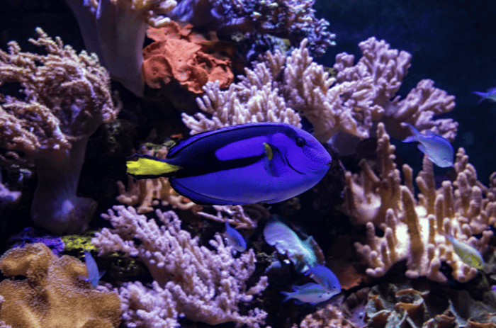 A Blue Tang or Palette Surgeonfish AKA Dory.