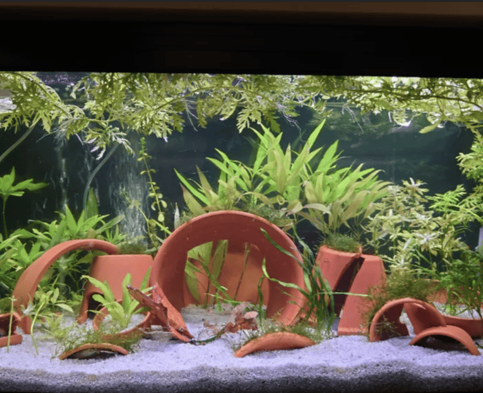 Terracotta Potted Aquarium Plants.