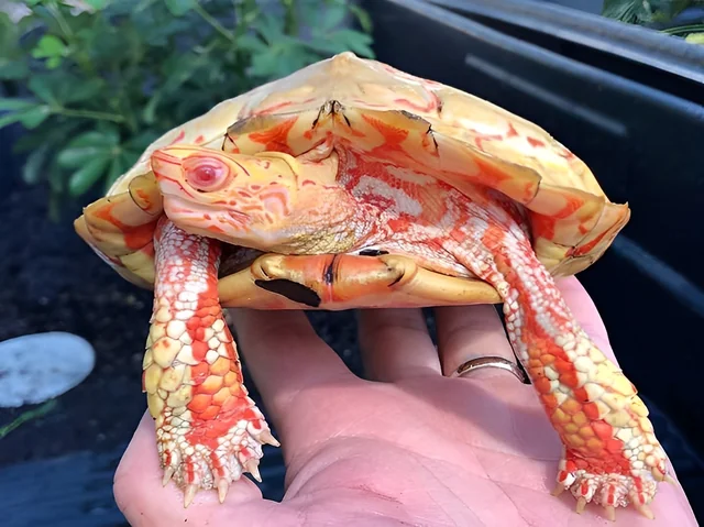 Albino Turtle.