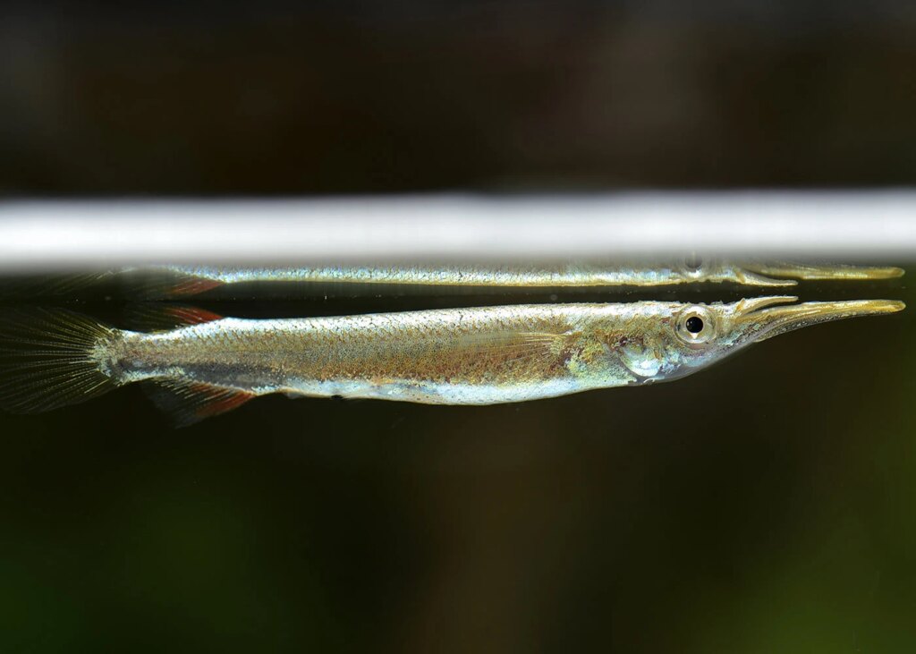 Beautiful Halfbeak Fish