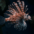 Red lionfish ( Pterois volitans ) in Cologne Zoo.