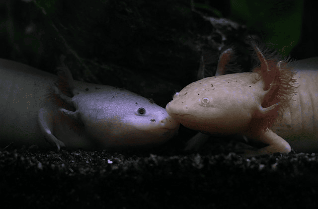 Axolotls ( Ambystoma mexicanum )