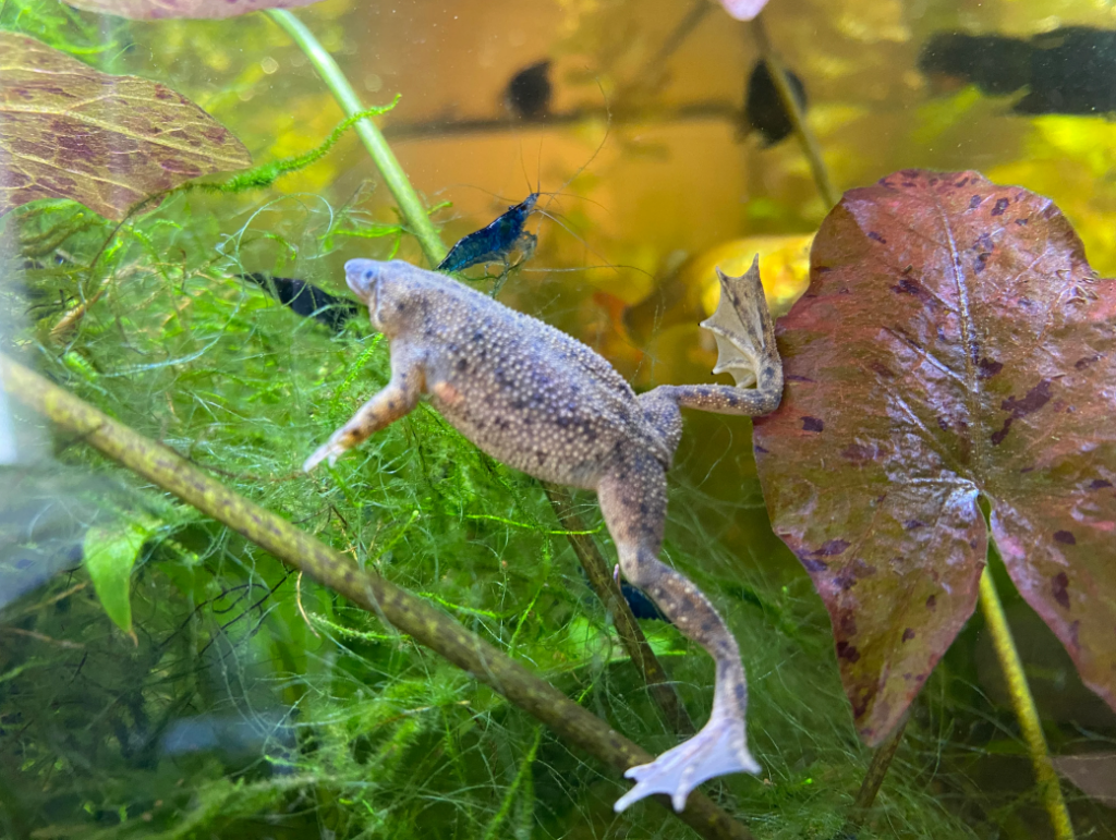 African Dwarf Frog swimming alongside shrimp tankmates