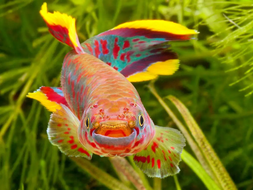 Blue Lyretail (Fundulopanchax gardneri)