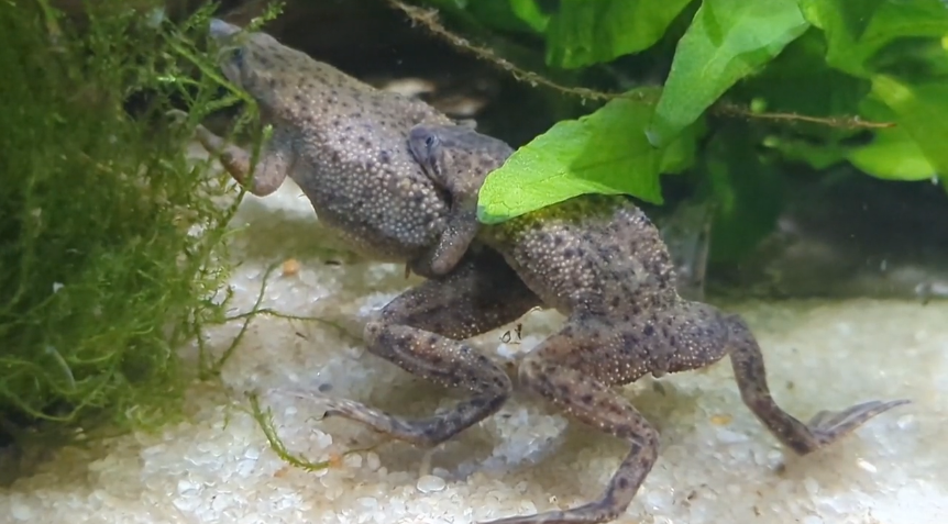 African Dwarf Frog Mating