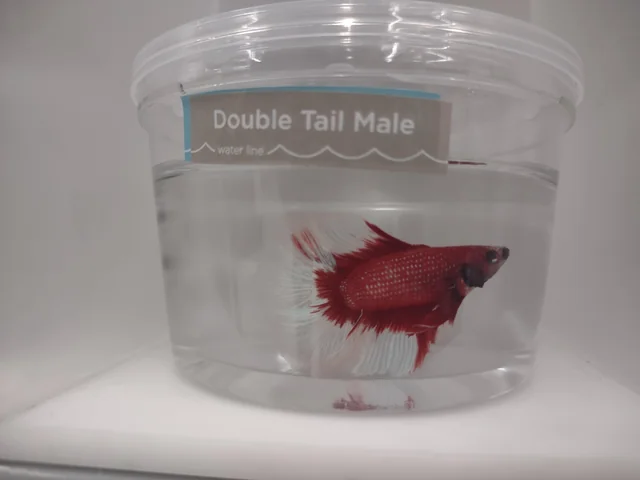 Betta Fish in small pet store container
