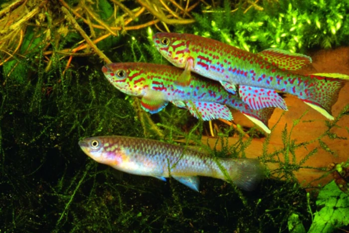Gender differences between Blue Lyretails