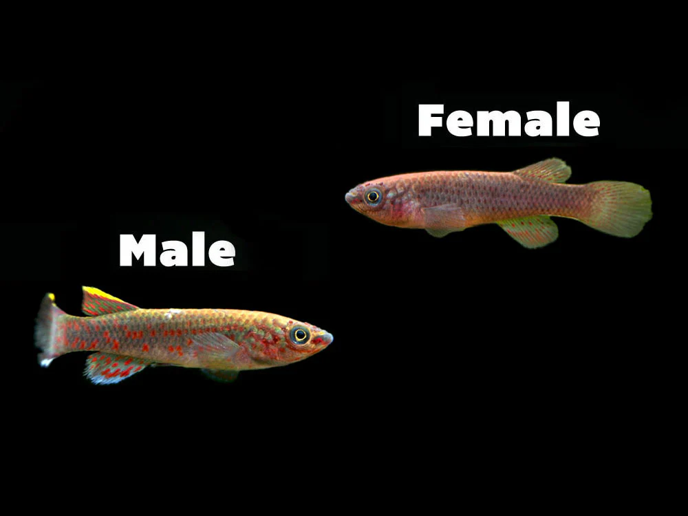 Labelled Gender differences between Blue Lyretails