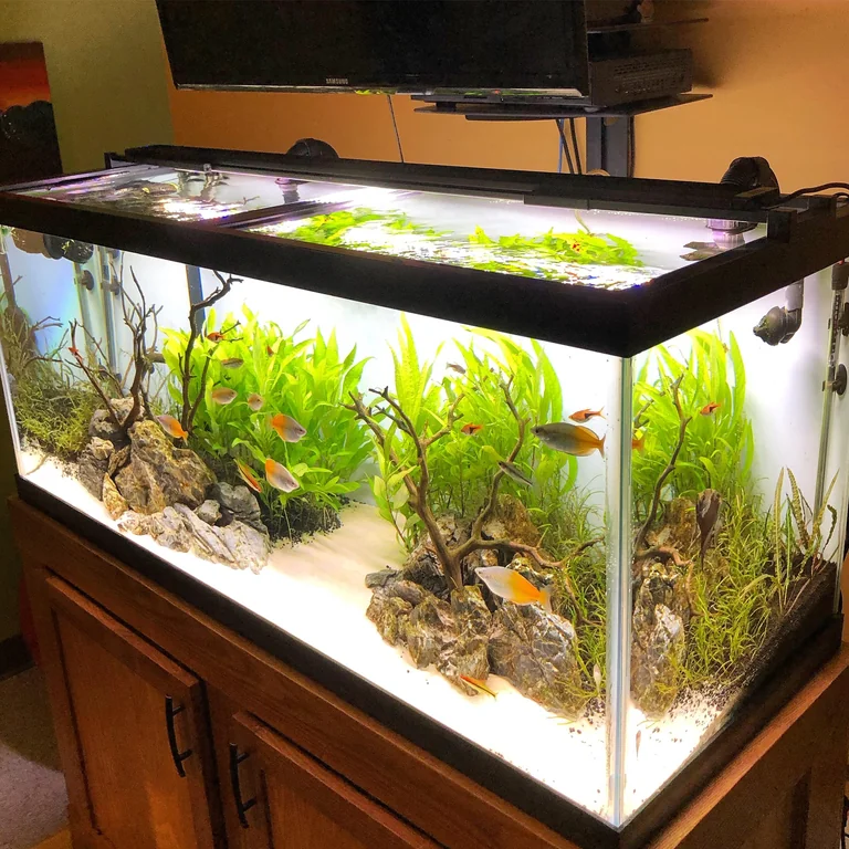 Boeseman's Rainbowfish Community Tank