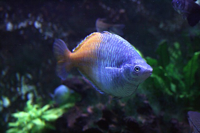 Boeseman's Rainbowfish at Sea Aquarium Prague
