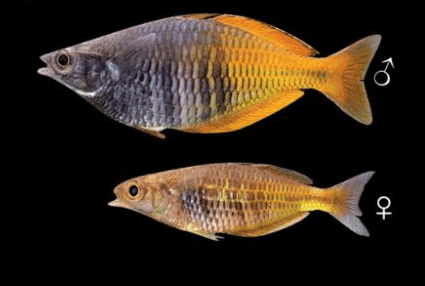 Boeseman's Rainbowfish gender differences 