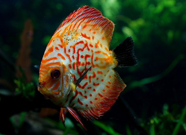 Are Discus Fish Aggressive?