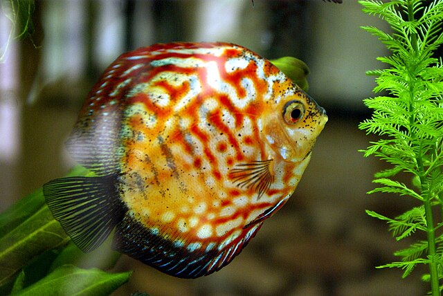 Are Discus Fish Hard To Keep?