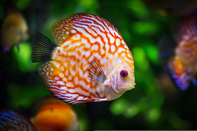 Managing and Preventing Aggression in Discus Fish