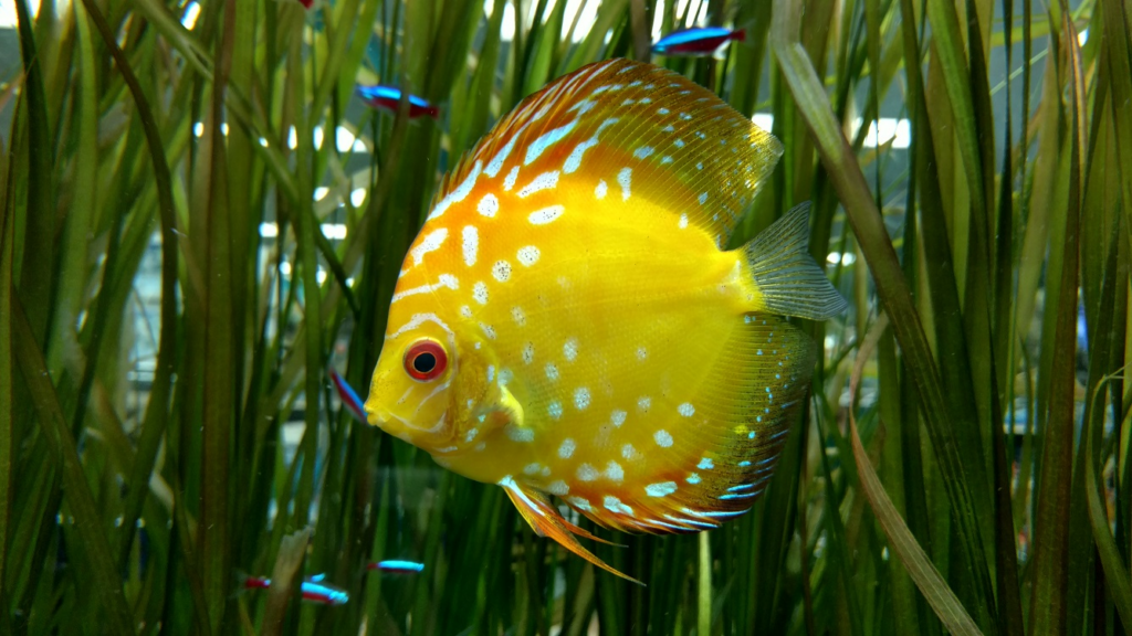 Beautiful Discus Fish