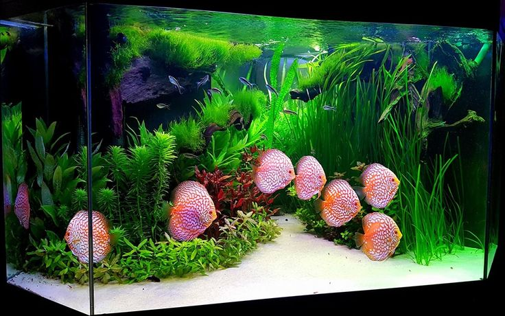 Creating the Ideal Discus Tank Environment