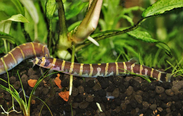 Should You Consider Kuhli Loaches for Your Shrimp Tank?