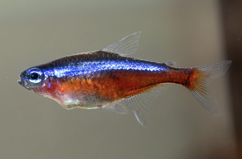 Close-up of the colors and markings on a Cardinal Tetra