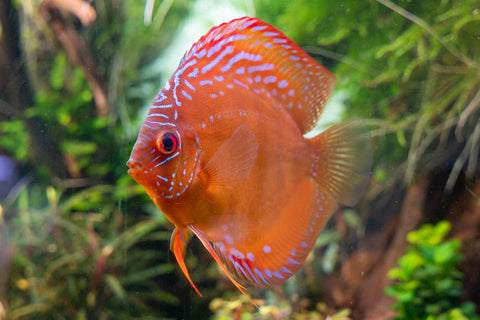 The Difficulty of Keeping Discus Fish
