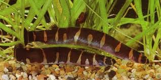 Factors that Influence Aggression in Kuhli Loaches
