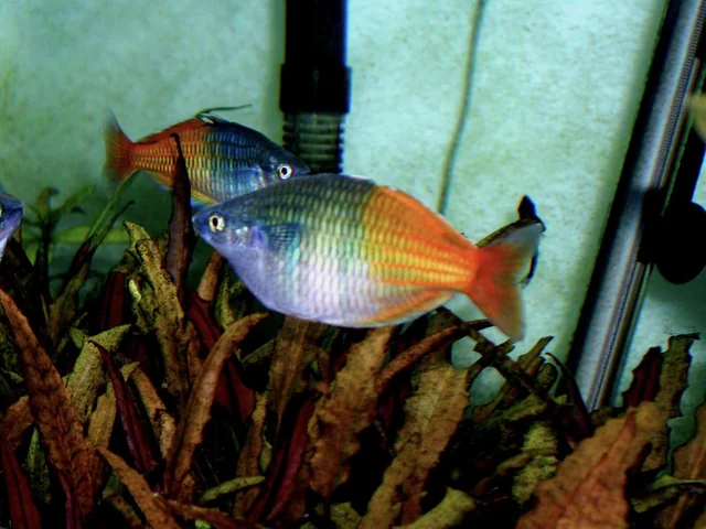 Boeseman's Rainbowfish beautifully planted