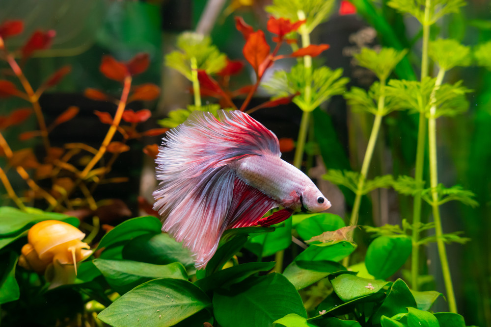 Exploring the Possibility of Betta Fish Coexistence