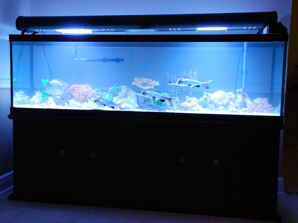 Understanding the Capacity of a 125 Gallon Fish Tank