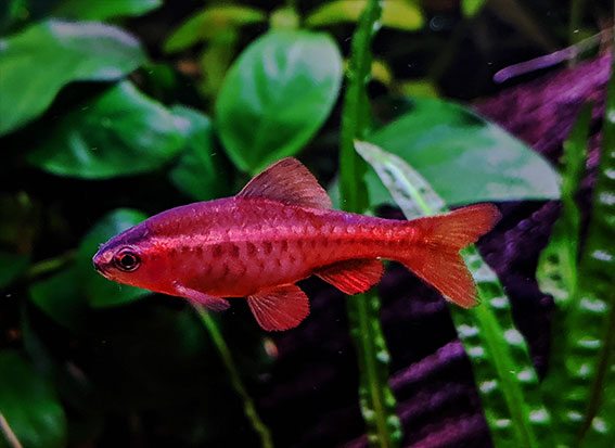 A Comprehensive Guide to Cherry Barbs