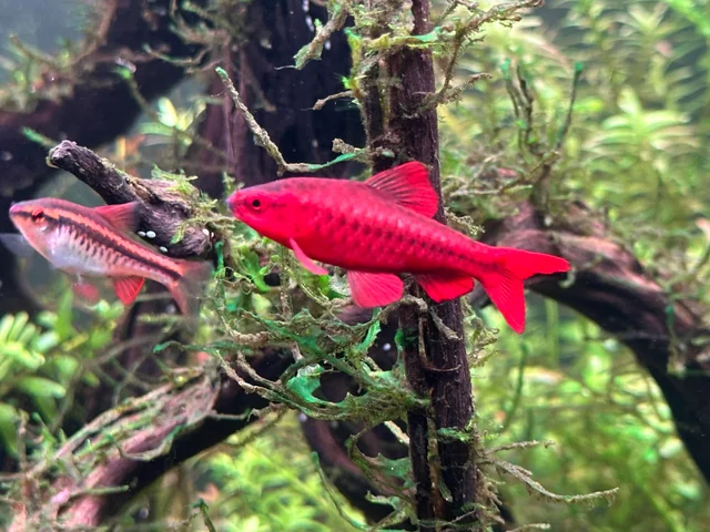 Vibrantly colored Cherry Barbs