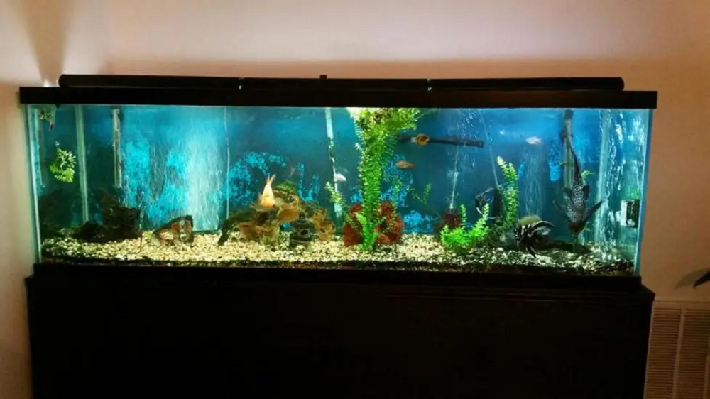 Troubleshooting Common Issues with a 125 Gallon Fish Tank