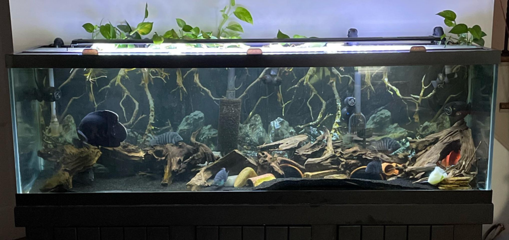 Benefits of Owning a 125 Gallon Fish Tank