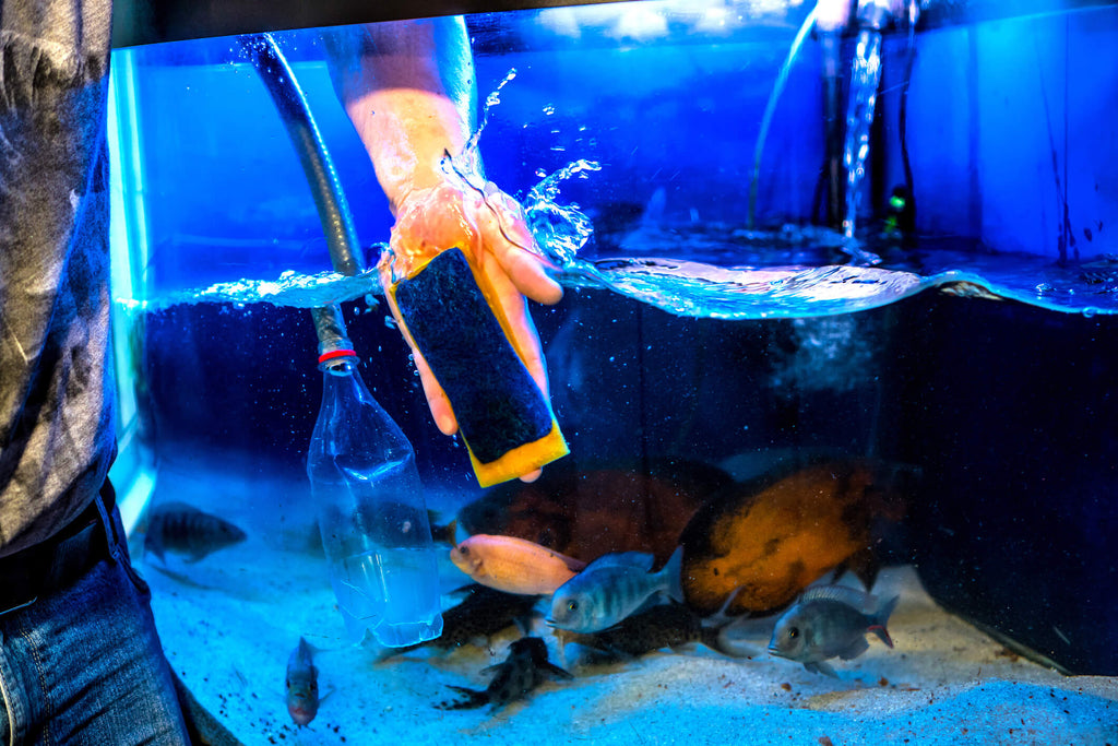 How Often Should You Clean A Fish Tank?