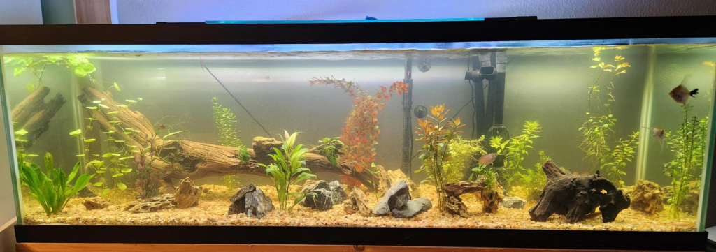 Factors to Consider Before Setting Up a 125 Gallon Fish Tank