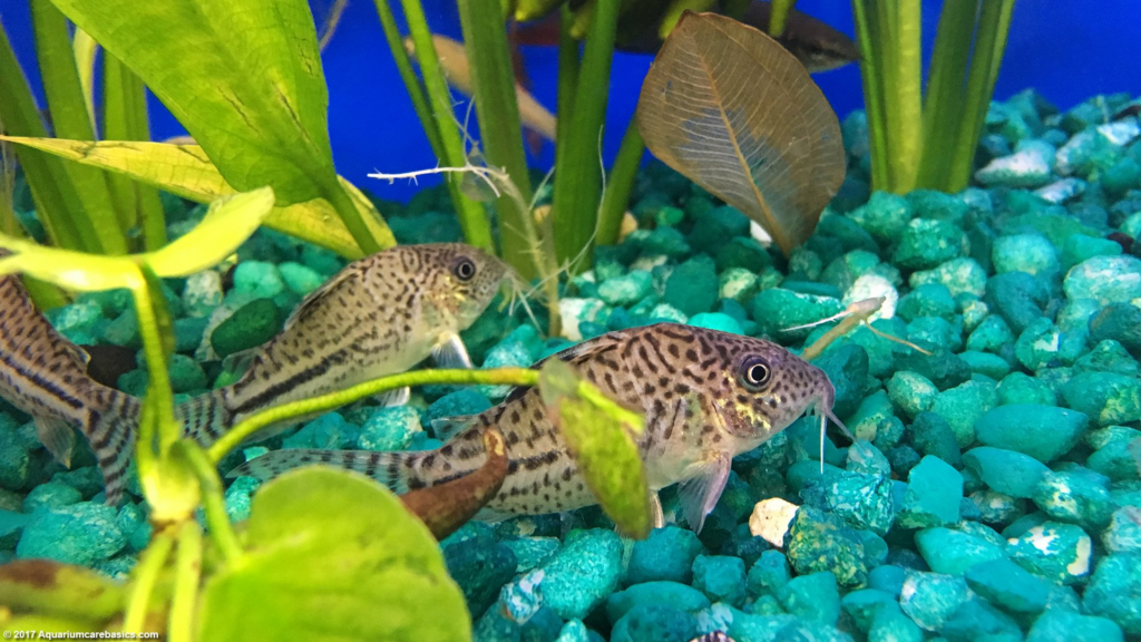 Community Considerations: Ideal Tankmates for Your Cory Cat