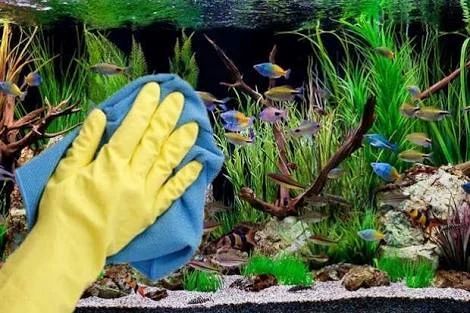 Determining the Optimal Cleaning Frequency for Your Fish Tank